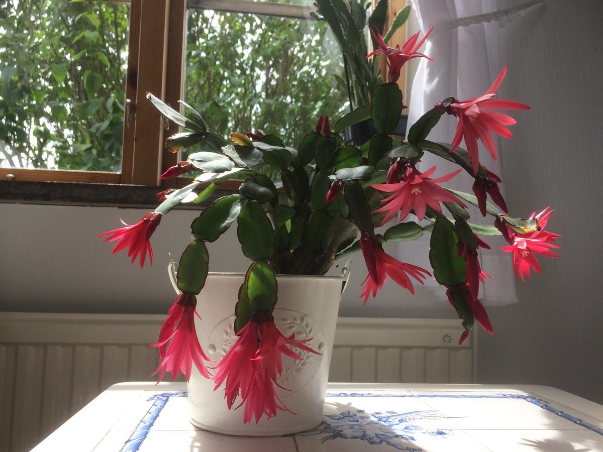 Garden Mellan Slotten Svarte 外观 照片